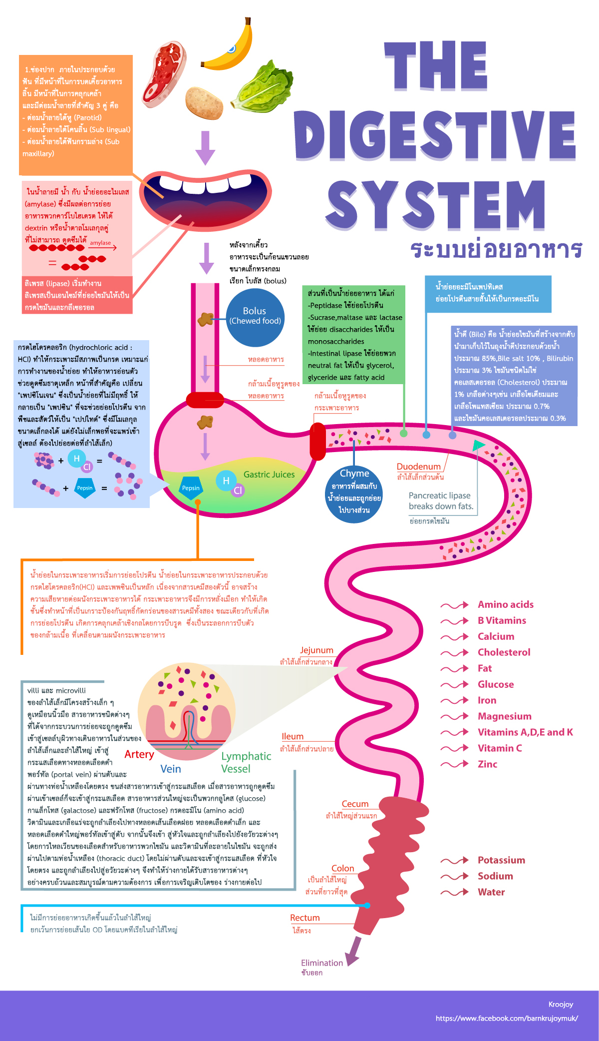 Digestive System Flow Chart The Best Porn Website