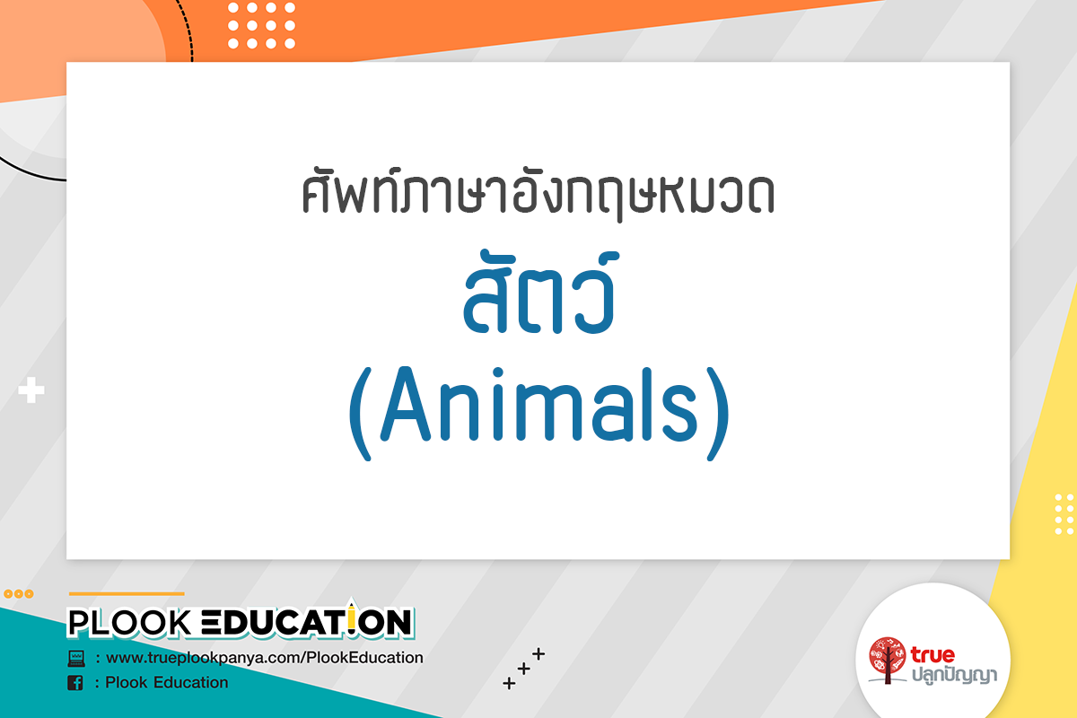 Flash Card ศัพท์ภาษาอังกฤษ ป. 3 หมวด สัตว์ (Animals) | Trueplookpanya