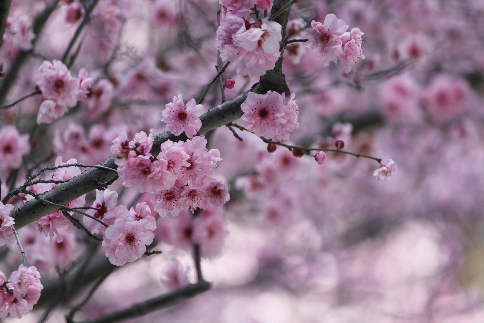 sakura