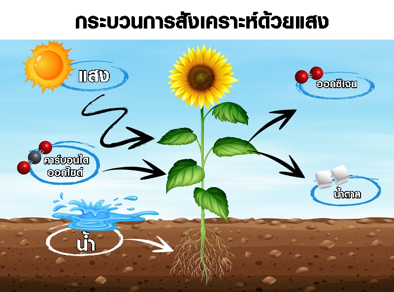 รวมปฏิกิริยาเคมีในชีวิตประจำวัน