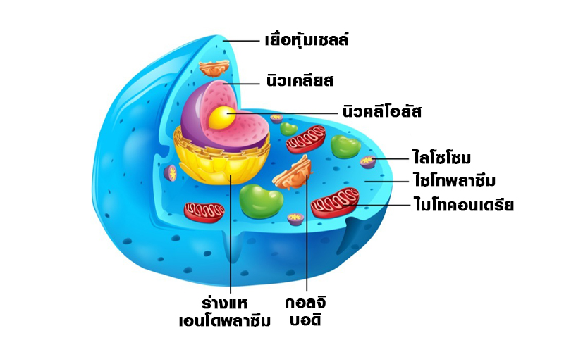 เซลล์มนุษย์