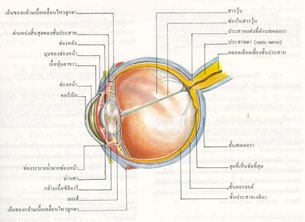 อวัยวะรับความรู้สึกพิเศษ