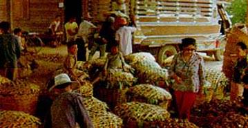 การขนส่งหัวเผือกสู่ตลาด