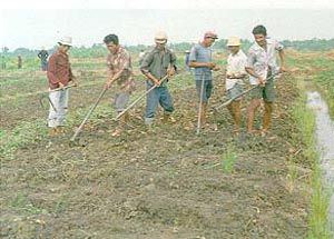 การขุดหัวมันเทศโดยใช้จอบง่าม