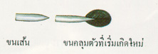 ขนเส้น