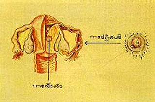 ขั้นตอนการปฏิสนธิ
