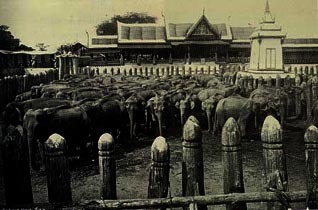คล้องช้าง