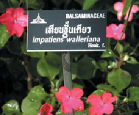 สวนพฤษศาสตร์