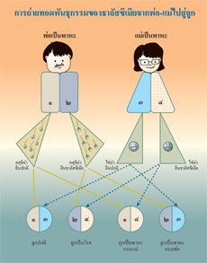 ธาลัสซีเมีย
