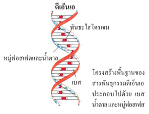 โรคธาลัสซีเมีย
