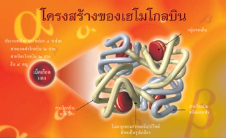 ธาลัสซีเมีย