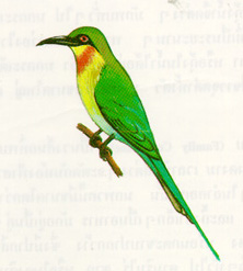 นกจาบคา