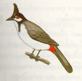 นกปรอด