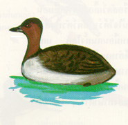 นกเป็ดผี