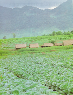 บ้านกลางสวนผัก