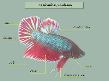 ปลากัด