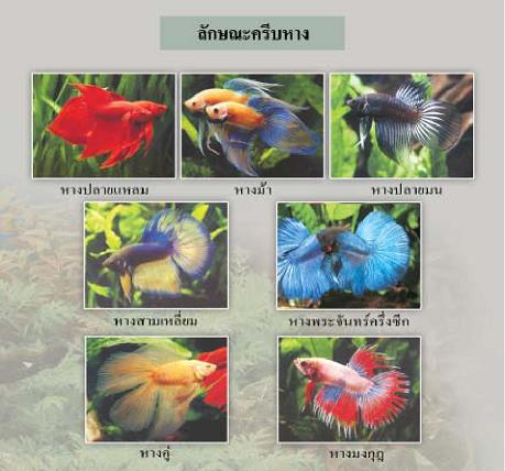 ปลากัด