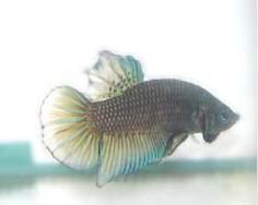 ปลาสังกะสี