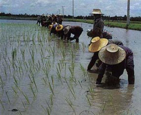 ปลูกข้าว
