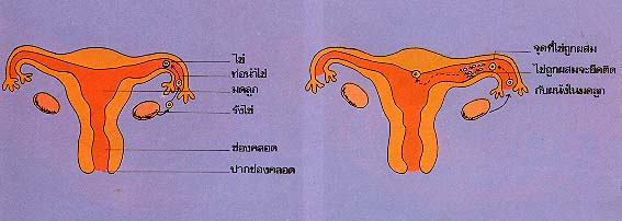 รังไข่
