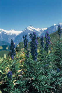สวนพฤกษศาสตร์ Alpine Botanic Gardens