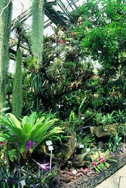 สวนพฤกษศาสตร์ The Berlin-Dahlem Botanic Garden