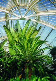 สวนพฤกษศาสตร์ The Royal Botanical Gardens at Kew