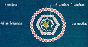 ส่วนประกอบผู้ติดเชื้อไวรัสตับอักเสบ