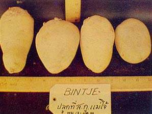 หัวมันฝรั่งพันธุ์บินท์เจ จากเนเธอร์แลนด์