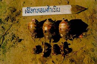หัวเผือกใหญ่ซึ่งใช้รับประทาน ส่วนหัวเล็กใช้ทำพันธุ์ 