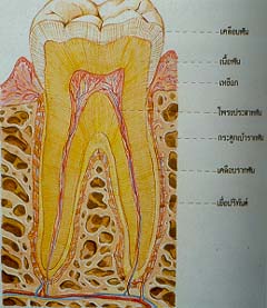 แผนภาพตัดขวางตามแนวตั้ง แสดงโครงสร้างของฟันฝังอยู่ในกระดูกเบ้ารากฟันของขากรรไกร