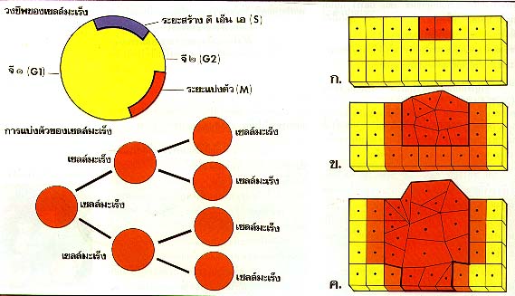 แผนภาพแสดงกระบานการเกิดเซลล์มะเร็ง  