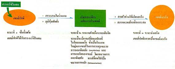 แผนภาพแสดงขั้นตอนของการเกิดมะเร็ง