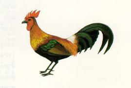 ไก่ฟ้า