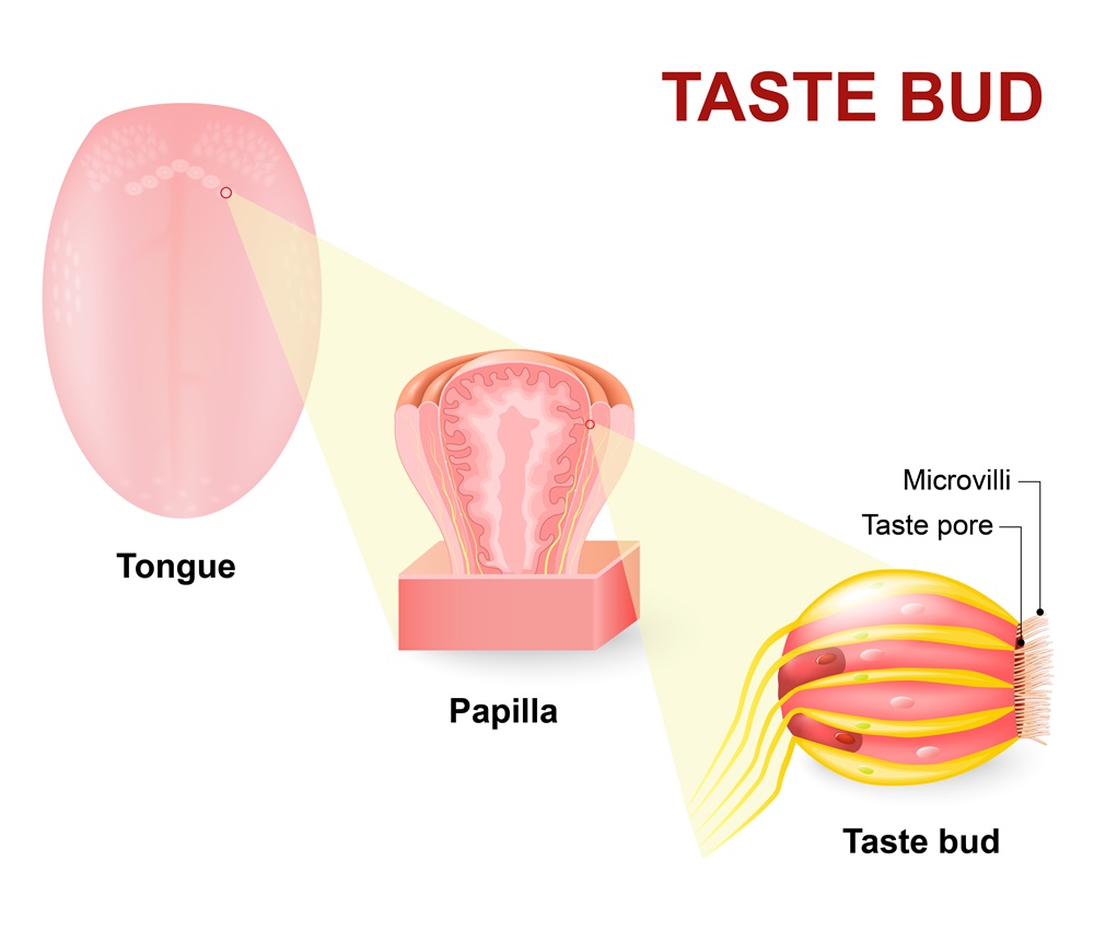 Microvilli in taste Bud