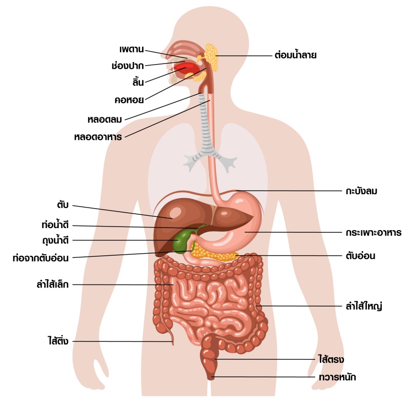 ระบบย่อยอาหารของมนุษย์ | Trueplookpanya