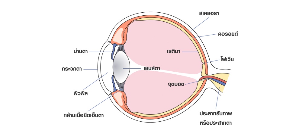 ส่วนประกอบของตา | TruePlookpanya